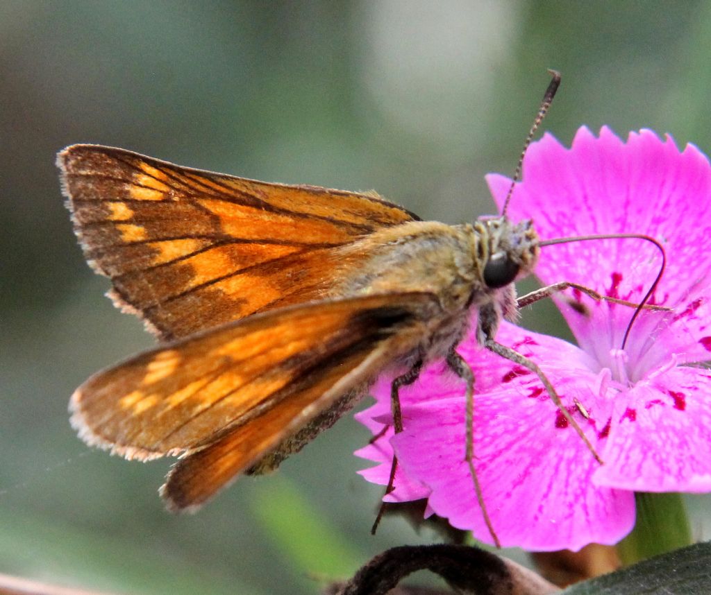 Hesperia comma?